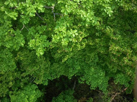 樹木|樹木の形態・生理・生態 